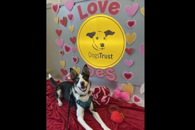 Border Collie Desmond, who is being cared for by the team at Dogs Trust Ballymena, is celebrating his first birthday on February 14. Photo: Dogs Trust