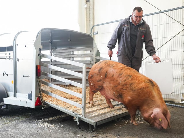 James Girvan from Moira unloads his Oxford sandy and black pig.