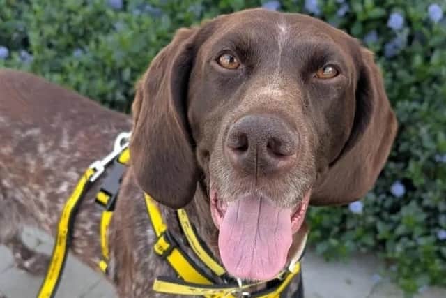 Maude. Photo: Dogs Trust Ballymena