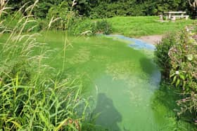 Blue green toxic algae on Lough Neagh.