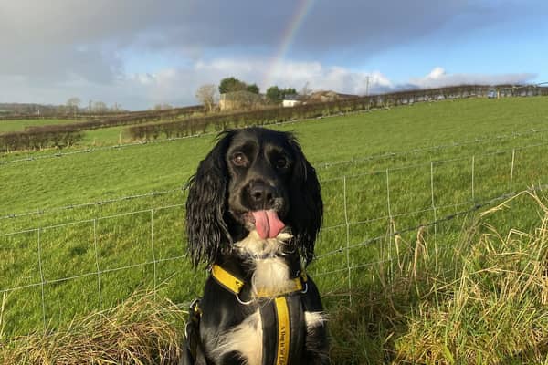 Mo pictured under what he hopes will be his lucky rainbow. Credit Dogs Trust