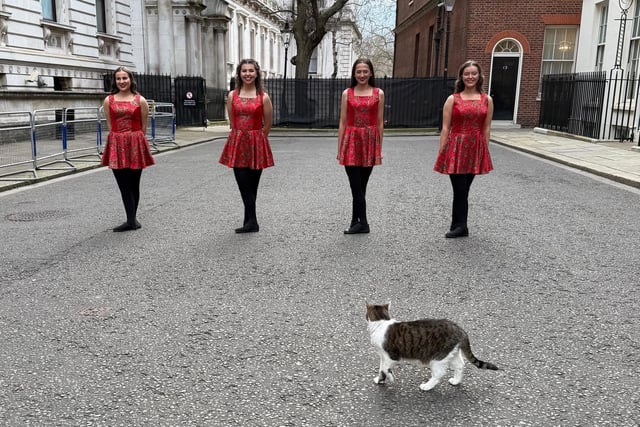Famous No.10 cat Larry, checking out the action!