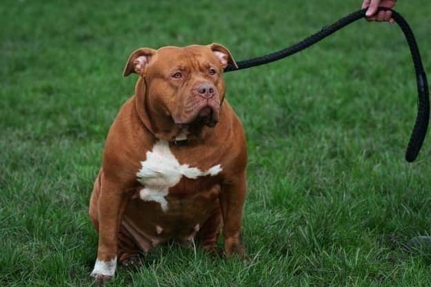 An XL Bully. Picture: Christopher Furlong/Getty Images