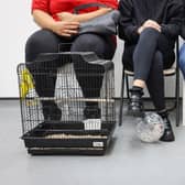 Jollyes jobseekers are encouraged to bring their pets to interview. Picture: Jollyes