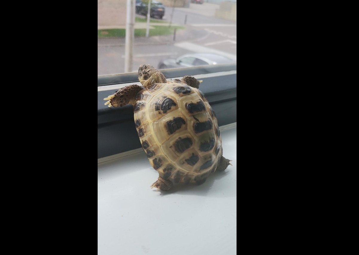 Cookstown PSNI issue appeal after tortoise is reported missing