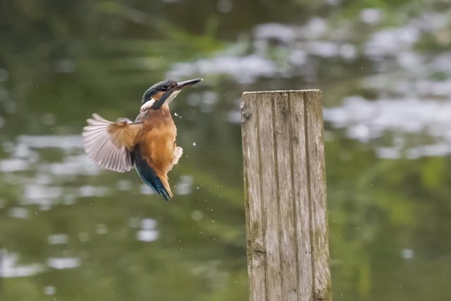 Belfast's Window on Wildlife is a city-centre nature reserve offering an escape of calm trails and stunning views. Home to a diverse range of birds and wildlife, it is the perfect walk for both seasoned birdwatchers and beginners, but also for a family outing. The reserve includes Belfast’s Window on Wildlife, Holywood Banks, and Whitehouse Lagoon, each offering unique habitats for wildlife.