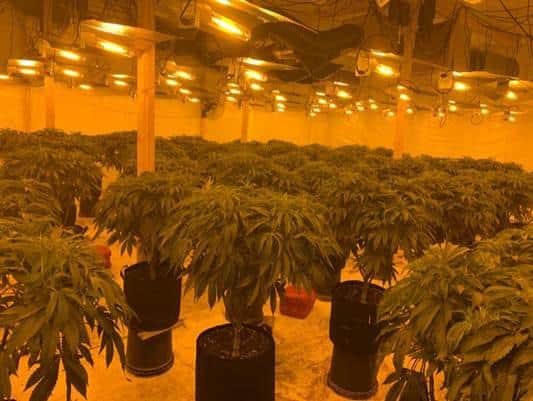 Police described the cannabis farm as "large and sophisticated".