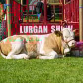 There has been an increase in the number of exhibits at this year's Lurgan Show.