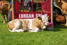 There has been an increase in the number of exhibits at this year's Lurgan Show.