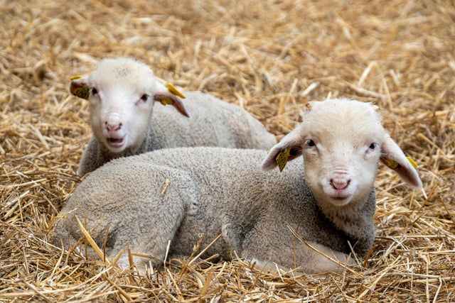 Visit Frank the donkey, explore the playhouses and bouncy castles and lose yourself in the fairy garden of Sperrin Fun Farm. Provides a heated cafe area, indoor climbing frames, indoor pedal tractors and a small animal barn. For more information, go to sperrinfunfarm.com