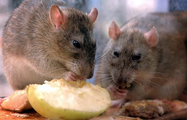 Rats nibble on discarded food in central London  as The Keep Britain Tidy Campaign announced that the UK rat population had increased by 24% to 60 million, due mainly to the rise in fast food litter.   *  The group is launching a campaign to encourage those using takeaways, food halls and concession stands to bin unwanted food rather than dump it on the streets. 