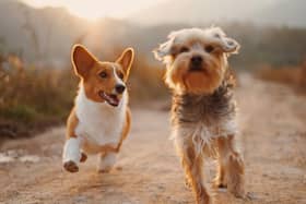Concern has been raised over the number of dogs allowed to run off lead in Mid Ulster council-owned parks. Picture: Unsplash