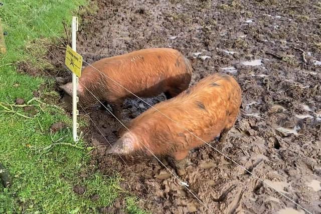 Among Jubilee Farm's animal residents are a herd of outdoor pigs.  Photo: Northern Ireland World