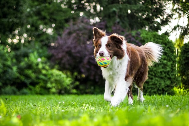 When picking toys and balls for your dog, make sure they are appropriate in size so they can’t be swallowed, and remove any broken toys before they become a hazard. Remember to teach your dog how to swap and drop so you can safely remove any gifts that become hazardous.