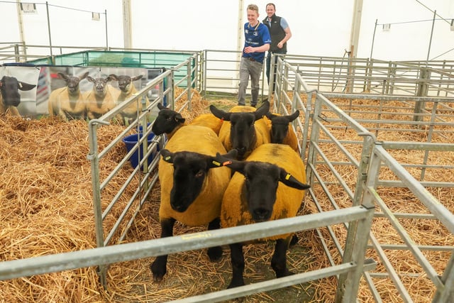 Making sure these sheep get settled into the pens at the show.