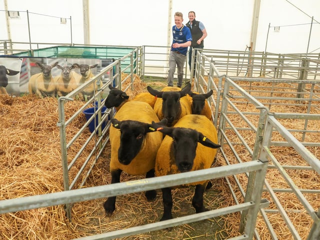 Making sure these sheep get settled into the pens at the show.