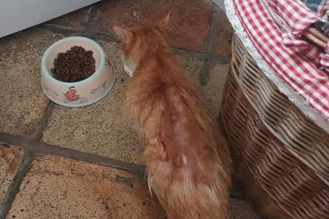 Garfield the cat suffered horrific chemical burns after apparently being dipped in diesel or  home heating oil in the Richhill, Co Armagh area.