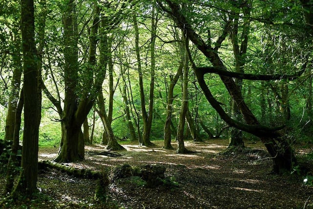 Prehen Wood covers an area of approximately 200 acres and is semi-natural ancient woodland that has a magical feel.
Whilst you explore these woodlands, you can almost picture fairies scampering about their carpets of bluebells.
This gem is also home to some endangered creatures such as foxes, badgers, red squirrels, and butterflies, as well as being home to a variety of bird species such as the great spotted woodpecker, and long-tailed tit.
Several historic buildings can also be found in the forest, such as Prehen House, a Grade A listed building, with records revealing that it was inhabited by 1640.