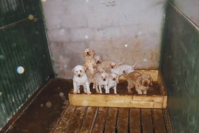 49 dogs found in squalor at illegal puppy farm in Co Armagh. Photo courtesy of Armagh, Banbridge and Craigavon Council.