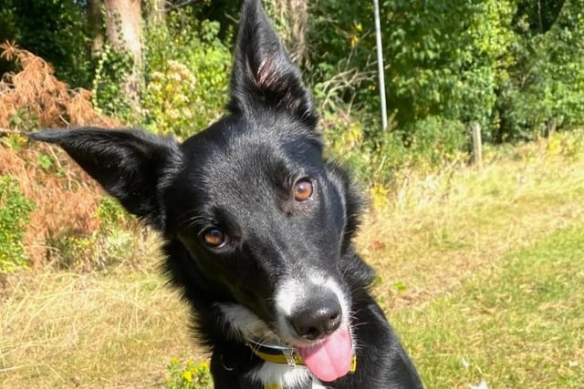 Margot is a gorgeous, very sweet, fun loving one-year-old Collie looking for her forever home. She loves meeting new dogs when out and about although can be excitable. She could potentially live with a calm natured dog in her new home. She enjoys getting out for walks in parks or forests where she is not near passing vehicles. She loves going for a paddle so river walks or beach walks would be lovely for her. Margot has a condition called cerebellar hypoplasia. This affects her balance slightly and gives her a quirky little walk but it doesn't stop her living life to the full! This can be discussed further with potential adopters. Margot has never been around small children but could happily share her home with children 14yrs and up.