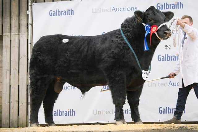 Reserve junior champion Drumhill Echo Y091 sold at 16,000gns for Jonathan and Lisa Doyle, Cookstown.