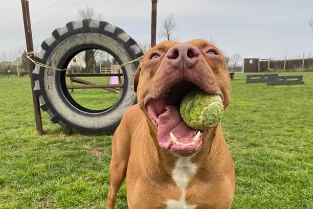 Dog lovers have joined the fight to save the local business. Pic credit: Unleashed