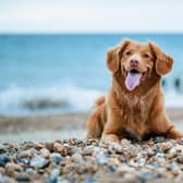 There are many dog-friendly places for you to stay with your furry best friend in Northern Ireland.