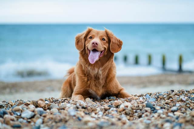 There are many dog-friendly places for you to stay with your furry best friend in Northern Ireland.