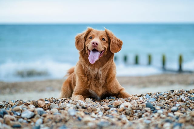 There are many dog-friendly places for you to stay with your furry best friend in Northern Ireland.