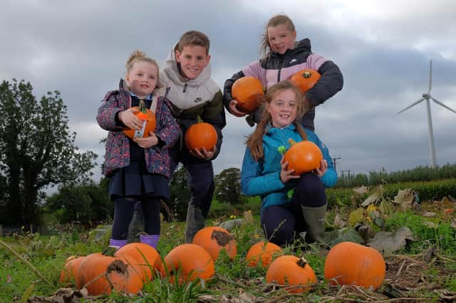 Local children  from St Oliver Plunkett's Primary School in Ballyhegan help with the pumpkin harvest in  Loughgall, Co. Armagh. CREDIT: LiamMcArdle.com