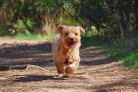 Armagh City, Banbridge and Craigavon Borough Council is to explore the possibility of repairing the dog run at Craigavon lakes. Generic image.
