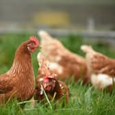 A suspected outbreak of bird flu has been detected at a commercial poultry premises in Co Tyrone. Picture: unsplash (stock image).