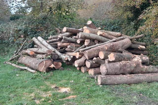 Some of the trees felled not far from Moneypenny's Lock near Portadown, Co Armagh just days after a major flood.