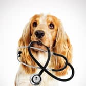 More than half of vets (52 per cent) said the number of clients reporting difficulty covering the cost of preventative veterinary care for their animal had increased compared to 2021 (photo: Adobe)