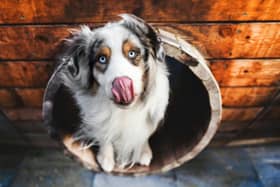 There are plenty of ways to help your dog prepare for a kennel stay - Animal News Agency