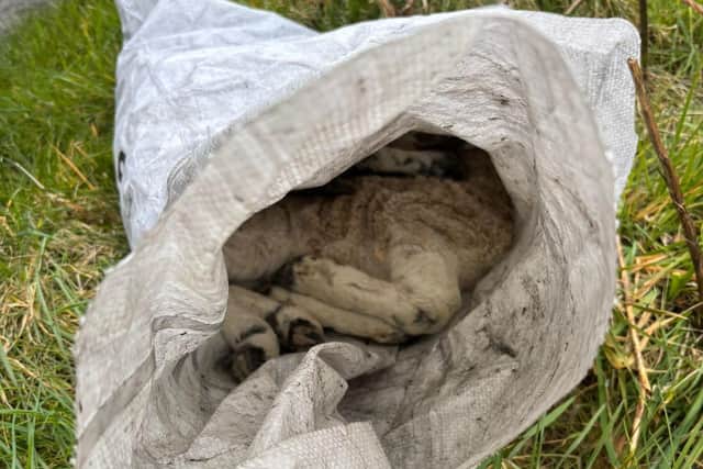 A dead farm animal dumped inside a bag on the Altaglushan Road. Photo: Kevin McElvogue