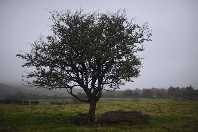 A few miles from the village of Glenullin is a lonely hawthorn tree, apparently holding a haunting history. It's supposed to be the grave site of Abhartach, known as The Vampire of Derry, a tribal chief in the 5th-century.
According to myth, on the day of his funeral he reappeared, trying to feed off the blood of his subjects. Following his resurrection the new chieftain, Cathain, went on to kill Abhartach three more times as he kept reappearing in search of human blood. 
After many failed murder attempts of the ghost, Cathain was instructed to kill with a special sword and then to bury him head first, covered by a heavy stone to prevent any more resurrections. After doing so Abhartach never reappeared, however locals apparently still insist on staying clear of his burial site to avoid disturbance and possible resurrection.