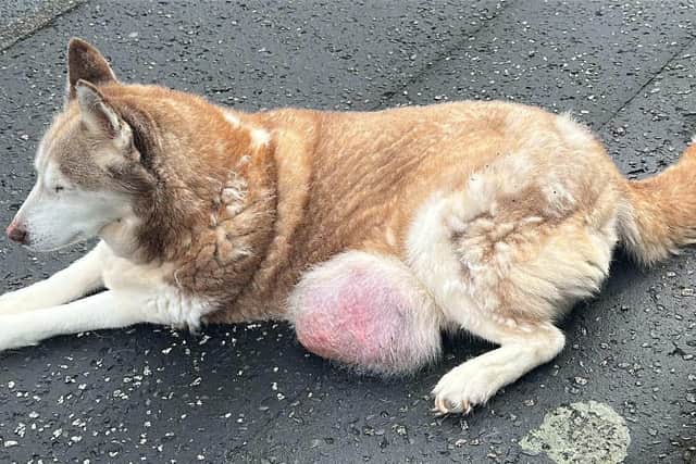 Shock as abandoned dog with tumour is found in Lisburn. Pic credit: LDRS