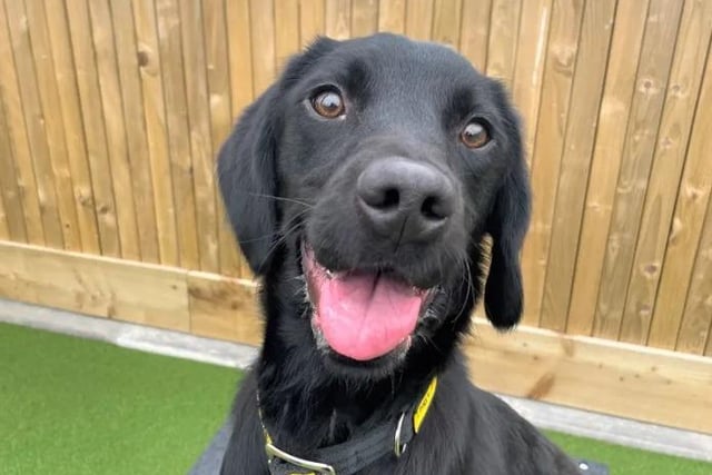 Bella is a young Springer/Labrador cross with a very sweet nature. She is still under assessment here at the Centre, but staff are starting to search for her forever home. Bella could potentially live with another dog after successful meets at the Rehoming Centre, as well as cats as long as there are proper introductions and management within the home. Bella has previously lived with children and can share her new home with children of primary school age and up. She is an active girl and enjoys her walks during the day, and happily jumps into the car for journeys to exciting locations!
