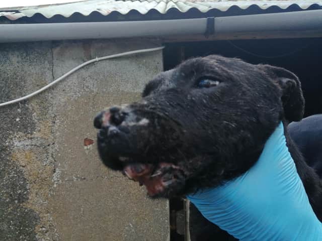 The dogs suffered head and face injuries.  They were left untreated with holes through the tissue around their mouths, parts of their faces missing and other serious facial injuries.