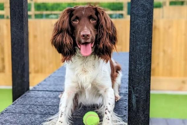 Jai is a beautiful five-year-old Springer Spaniel with a zest for life. Unfortunately Jai hasn't had an easy life to date; he was found by Dogs Trust in the pound and he was in a very sorry state. Jai's background means that he struggles to build relationships with new people and isn't used to living indoors. For the right person, the journey to build trust and a bond with Jai will be very rewarding.