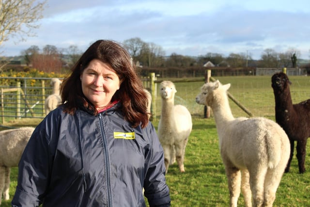 In Dromara in Co. Down, Michelle Dunniece keeps a more unusual herd of animals - alpacas! Michelle’s been running Mourne Alpacas for 16 years with her husband Stephen and their four children. Originally from Chile and Peru, alpacas are used to a different climate to that of Northern Ireland. However, Michelle notes that their farm at the foot of Slieve Croob offers “five star pastures”. In January, Michelle and Stephen are making sure their herd is topped up with vitamins especially through the darker winter months.