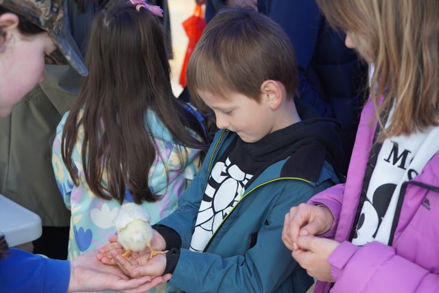 Meeting some Easter chicks  in Coleraine town centre during Coleraine BID's Easter family fun days.