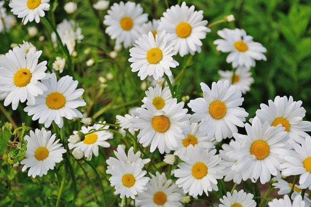 Another great DIY activity is making daisy chains and it can certainly help relax anyone when out and about in nature.
Despite the name, any flower can be used - you could even mix and match to make a colourful collage of petals to take home with you.