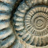 In Fun with Fossils, visitors can discover the significance of fossils from the East Antrim coast, taking home handmade replicas.  Photo: Getty Images