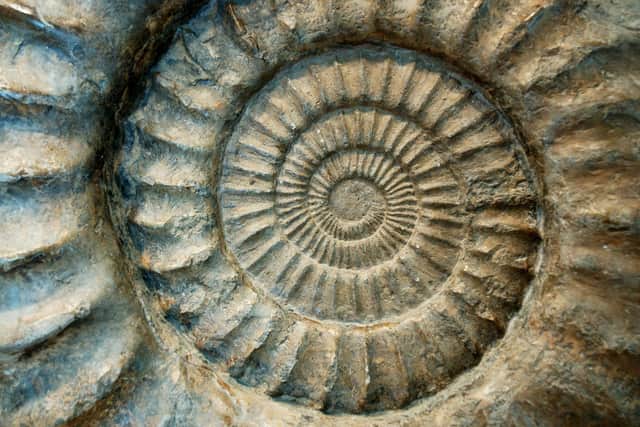 In Fun with Fossils, visitors can discover the significance of fossils from the East Antrim coast, taking home handmade replicas.  Photo: Getty Images