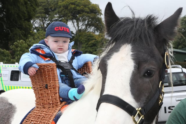 Shae Butler starts early in life at the ould Lammas Fair Heavy Horse Show.