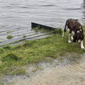 Soggy dog braves Storm Ciaran to take a walk around Craigavon City Park on Tuesday. One dog was spotted swimming beside its owner who was strolling knee deep in water.