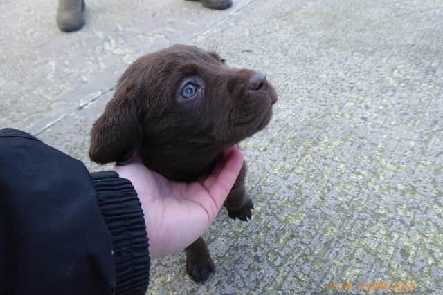 A puppy in safe hands after the rescue operation.