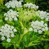 This toxic plant is harmful to humans, as its chemicals can cause significant wounds to the skin. While for some, it is just a burning sensation, for others, it can cause permanent scars. This is why giant hogweed is considered illegal and the fines can go up to £5,000. They can be recognised by their large white flowers and towering height.